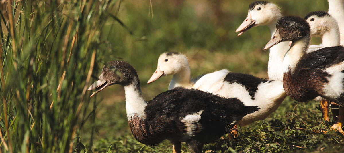 ferme-de-beleslou-canard-mulard
