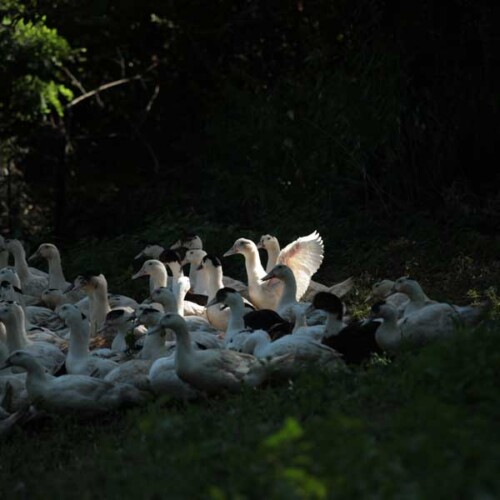 CANARD